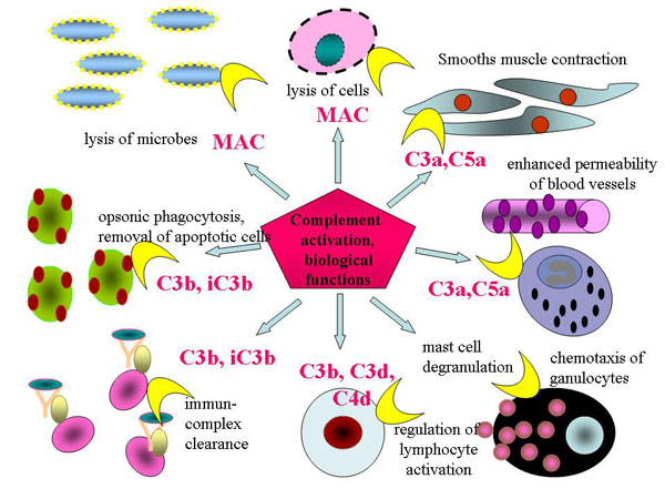 What Is The Role Of Complement In The Innate Immune Response